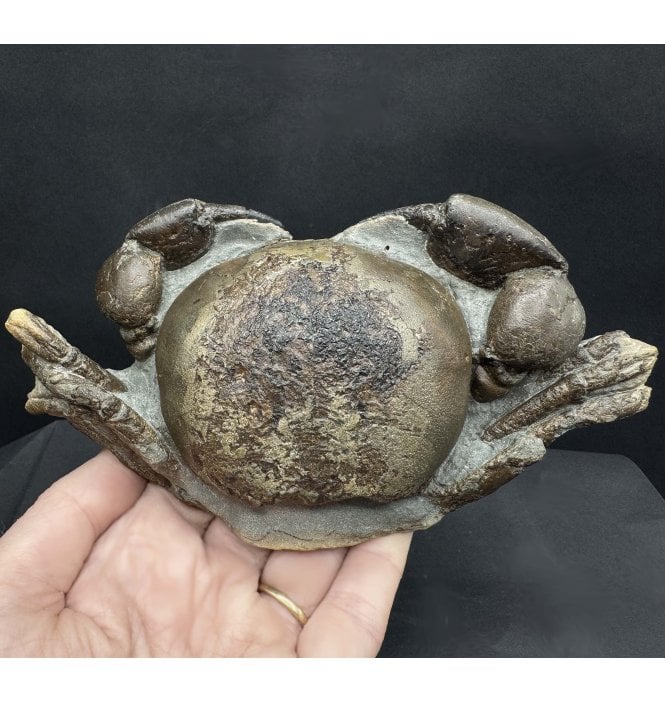 Miocene Fossil Crab from New Zealand (SKU OF3875):- Tumidocarcinus gigateus