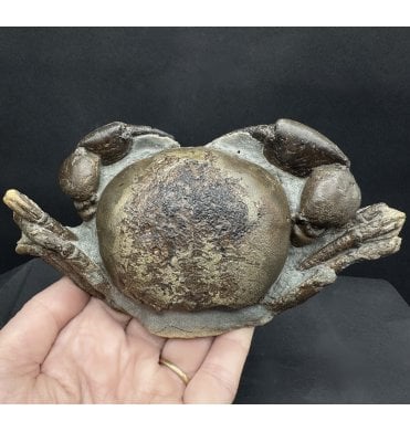 Miocene Fossil Crab from New Zealand (SKU OF3875):- Tumidocarcinus gigateus