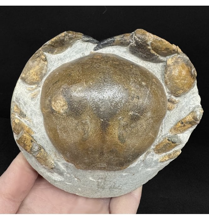Miocene Fossil Crab from New Zealand (SKU OF4350):- Tumidocarcinus gigateus