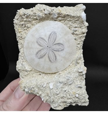 Miocene Fossil Sand Dollar (Sea Urchin) from Bordeaux, France (SKU OF4360):- Parascutella faujasi