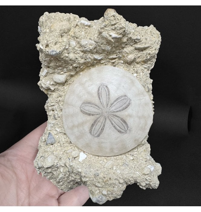 Miocene Fossil Sand Dollar (Sea Urchin) from Bordeaux, France (SKU OF4363):- Parascutella faujasi