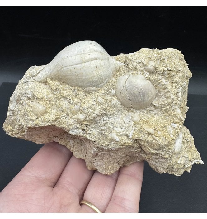 Fossils For Sale | Fossils-UK.com | Miocene Fossil Shell and Gastropod ...