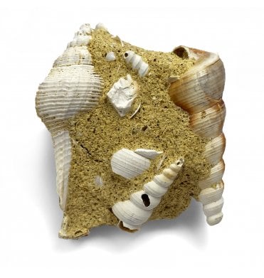 Miocene Gastropods from France (SKU OF2128)