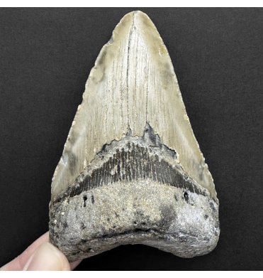 Miocene ‘Megalodon’ Shark Tooth from South Carolina, USA (SKU V8712):- Otodus (Carcharocles) megalodon