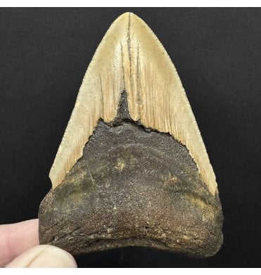 Miocene ‘Megalodon’ Shark Tooth from South Carolina, USA (SKU V8780):- Otodus (Carcharocles) megalodon