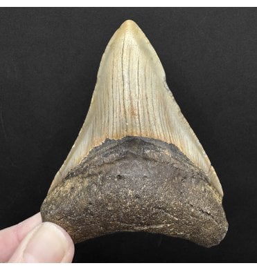 Miocene ‘Megalodon’ Shark Tooth from South Carolina, USA (SKU V8782):- Otodus (Carcharocles) megalodon