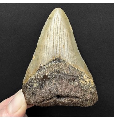 Miocene ‘Megalodon’ Shark Tooth from South Carolina, USA (SKU V8850):- Otodus (Carcharocles) megalodon