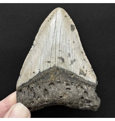 Miocene ‘Megalodon’ Shark Tooth from South Carolina, USA (SKU V8852):- Otodus (Carcharocles) megalodon