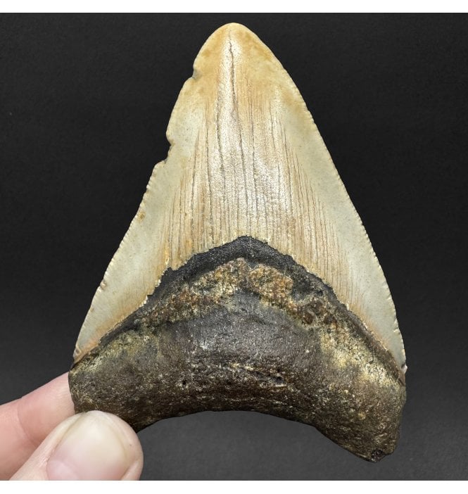 Miocene ‘Megalodon’ Shark Tooth from South Carolina, USA (SKU V9076):- Otodus (Carcharocles) megalodon