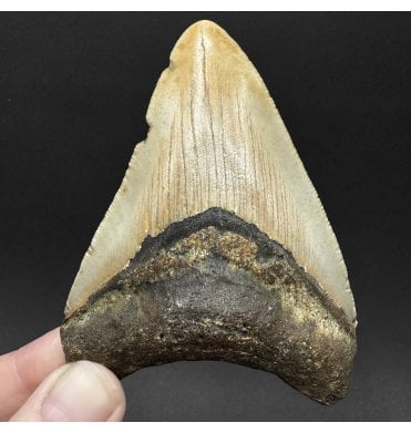 Miocene ‘Megalodon’ Shark Tooth from South Carolina, USA (SKU V9076):- Otodus (Carcharocles) megalodon