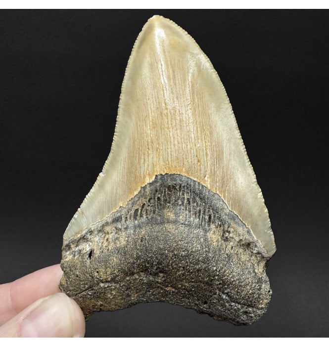 Miocene ‘Megalodon’ Shark Tooth from South Carolina, USA (SKU V9077):- Otodus (Carcharocles) megalodon