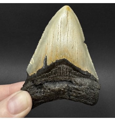 Miocene ‘Megalodon’ Shark Tooth from South Carolina, USA (SKU V9078):- Otodus (Carcharocles) megalodon