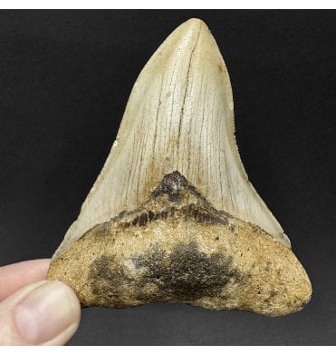 Miocene ‘Megalodon’ Shark Tooth from South Carolina, USA (SKU V9080):- Otodus (Carcharocles) megalodon