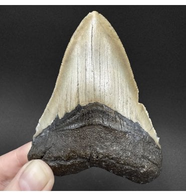 Miocene ‘Megalodon’ Shark Tooth from South Carolina, USA (SKU V9081):- Otodus (Carcharocles) megalodon