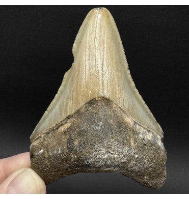 Miocene ‘Megalodon’ Shark Tooth from South Carolina, USA (SKU V9092):- Otodus (Carcharocles) megalodon