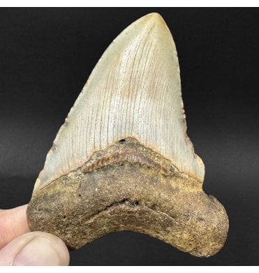Miocene ‘Megalodon’ Shark Tooth from South Carolina, USA (SKU V9096):- Otodus (Carcharocles) megalodon