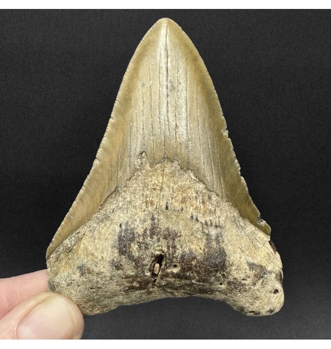 Miocene ‘Megalodon’ Shark Tooth from South Carolina, USA (SKU V9097):- Otodus (Carcharocles) megalodon