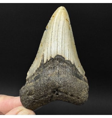 Miocene ‘Megalodon’ Shark Tooth from South Carolina, USA (SKU V9098):- Otodus (Carcharocles) megalodon