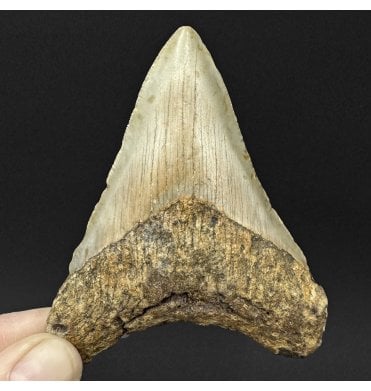 Miocene ‘Megalodon’ Shark Tooth from South Carolina, USA (SKU V9100):- Otodus (Carcharocles) megalodon