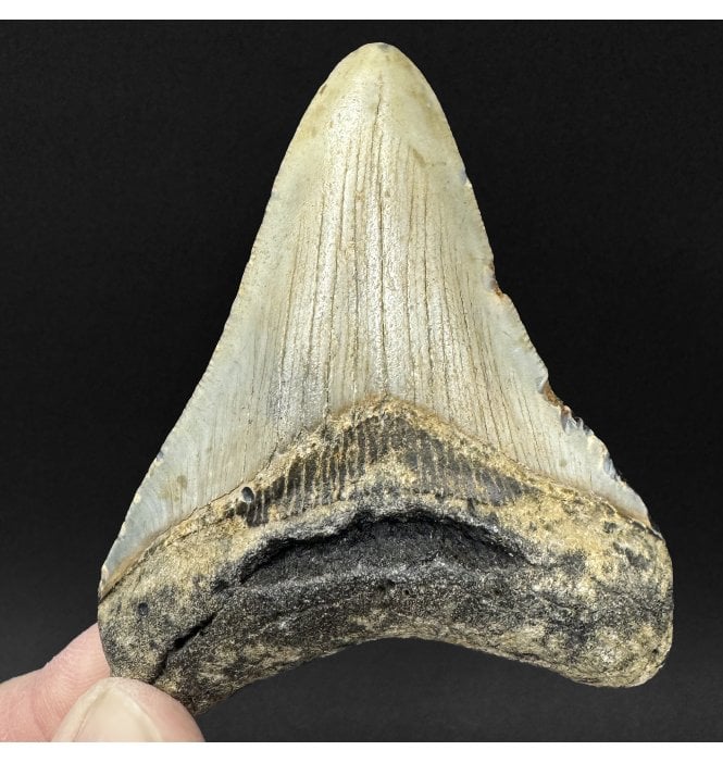 Miocene ‘Megalodon’ Shark Tooth from South Carolina, USA (SKU V9110):- Otodus (Carcharocles) megalodon