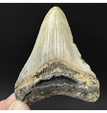 Miocene ‘Megalodon’ Shark Tooth from South Carolina, USA (SKU V9110):- Otodus (Carcharocles) megalodon