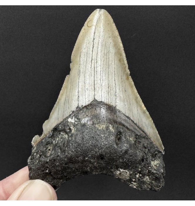 Miocene ‘Megalodon’ Shark Tooth from South Carolina, USA (SKU V9120):- Otodus (Carcharocles) megalodon