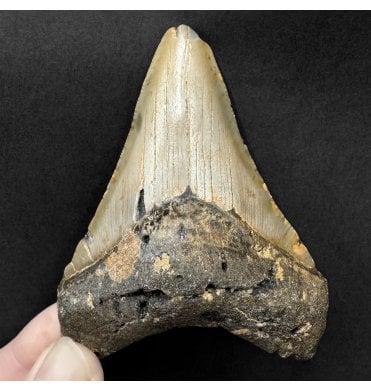 Miocene ‘Megalodon’ Shark Tooth from South Carolina, USA (SKU V9126):- Otodus (Carcharocles) megalodon
