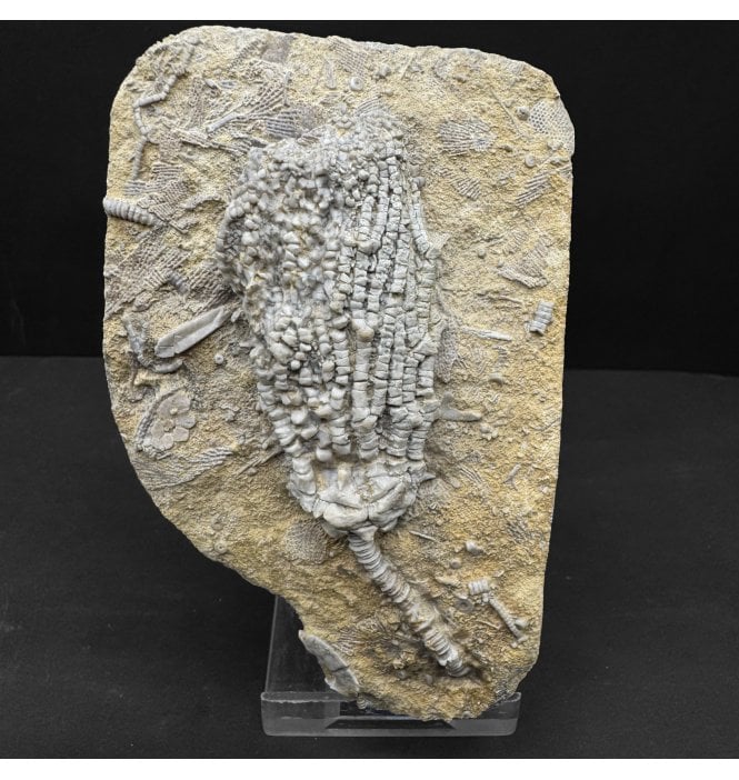 Mississippian, Carboniferous Crinoid from Alabama, USA (SKU OF OF4258):- Dasciocrinus spinosus