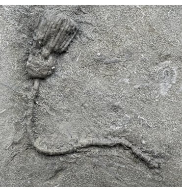 Mississippian, Carboniferous Crinoid from Illinois, USA (SKU OF OF2984):- Hylodecrinus sp.