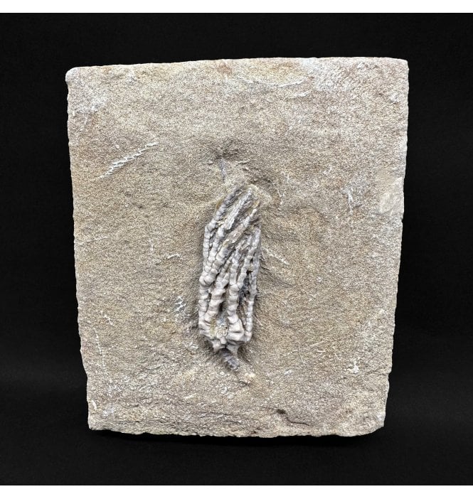 Mississippian, Carboniferous Crinoid from Indiana, USA:- Abrotocrinus manus (SKU OF4270)