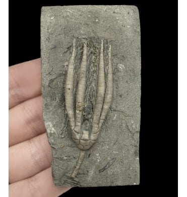 Mississippian, Carboniferous Crinoid from Indiana, USA (SKU OF OF2710):- Scytalcrinus robustus