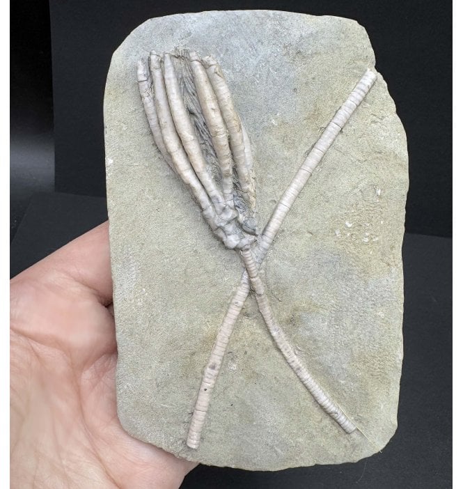 Mississippian, Carboniferous Crinoid from Indiana, USA (SKU OF OF3525):- Scytalocrinus decadactylus