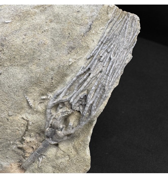 Mississippian, Carboniferous Crinoid from Indiana, USA (SKU OF OF4305):- Saccosomopsis imperatus