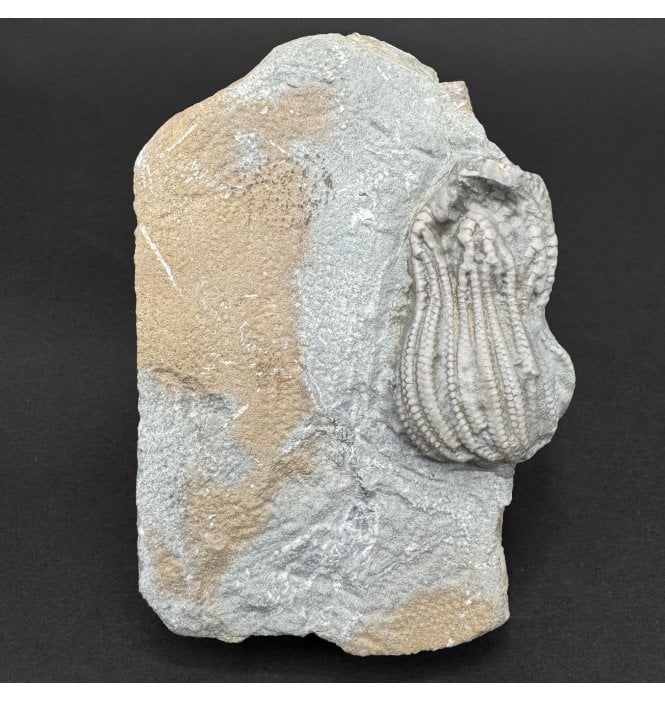 Mississippian, Carboniferous Crinoid from Indiana, USA (SKU OF OF4451):- Platycrinites brevinodus