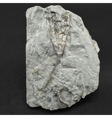 Mississippian, Carboniferous Crinoid from Indiana, USA (SKU OF OF4452):- Hylodecrinus asper
