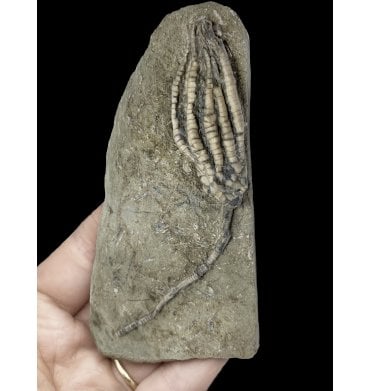 Mississippian, Carboniferous Crinoid from Indiana, USA (SKU OF2107):- Scytalocrinus decadatylus