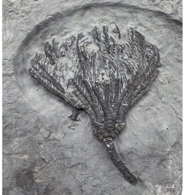 Mississippian, Carboniferous Crinoid from Indiana, USA (SKU OF2796):- Abrotocrinus unicus