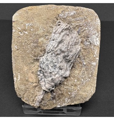Mississippian, Carboniferous Crinoid from Indiana, USA (SKU OF3309):- Macrocrinus mundulus