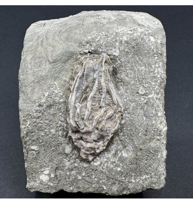 Mississippian, Carboniferous Crinoid from Indiana, USA (SKU OF3351):- Macrocrinus mundulus