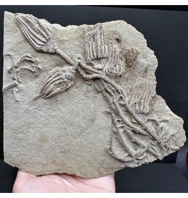 Mississippian, Carboniferous Crinoid from Indiana, USA (SKU OF3599):- Macrocrinus mundulus