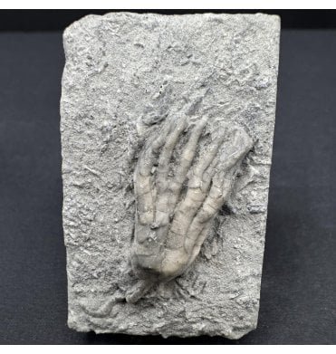 Mississippian, Carboniferous Crinoid from Indiana, USA (SKU OF3828):- Sarocrinus nitidus