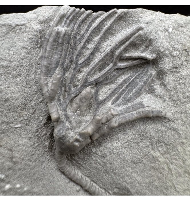 Mississippian Carboniferous Crinoid from Indiana, USA (SKU OF3886):- Cyathocrinites multibrachiatus