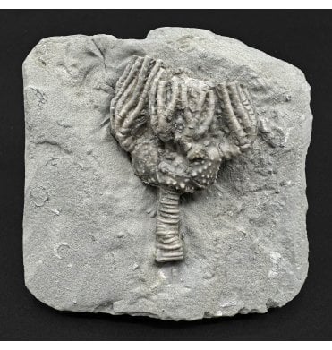 Mississippian, Carboniferous Crinoid from Indiana, USA (SKU OF4433):- Platycrinites hemisphericus