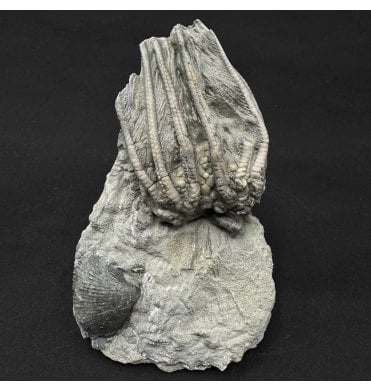 Mississippian, Carboniferous Crinoid from Indiana, USA (SKU OF4434):- Agaricocrinus splendens
