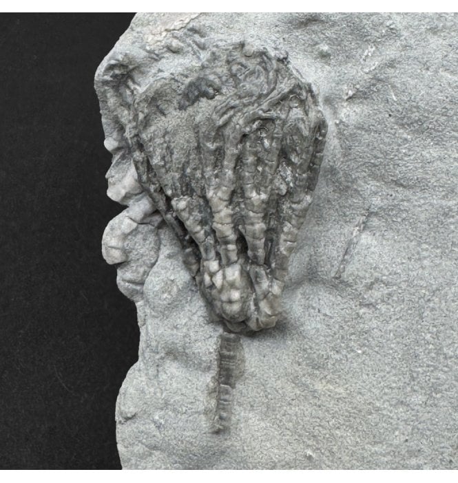 Mississippian, Carboniferous Crinoid from Indiana, USA (SKU OF4456):- Abrotocrinus unicus