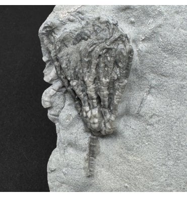 Mississippian, Carboniferous Crinoid from Indiana, USA (SKU OF4456):- Abrotocrinus unicus