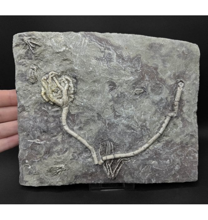 Mississippian, Carboniferous Crinoids from Illinois, USA (SKU OF OF4470):- Onychocrinus sp., Aphelecrinus sp, and 3 Phanocrinus formosus