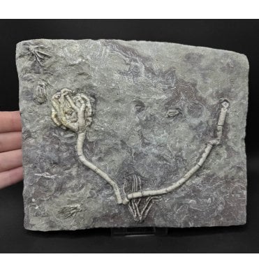 Mississippian, Carboniferous Crinoids from Illinois, USA (SKU OF OF4470):- Onychocrinus sp., Aphelecrinus sp, and 3 Phanocrinus formosus