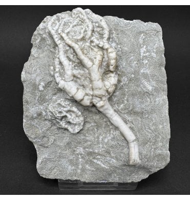Mississippian, Carboniferous Crinoids from Illinois, USA (SKU OF OF4471):- Onychocrinus sp. and Taxocrinus sp.