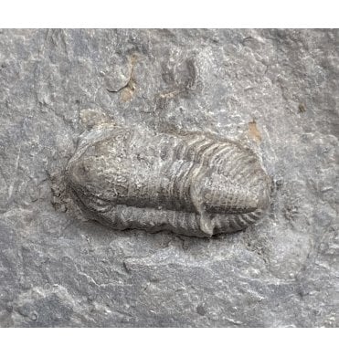Mississippian Lower Carboniferous Trilobite from Missouri, USA (SKU T0818):- Ameropiltonia lauradanae